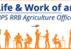 Life of an IBPS RRB Scale 2 Agriculture Officer- Job Profile and More.
