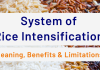 System of Rice Intensification: Meaning, Benefits & Limitations