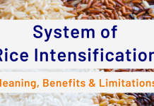 System of Rice Intensification: Meaning, Benefits & Limitations