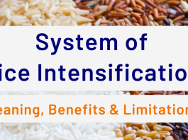 System of Rice Intensification: Meaning, Benefits & Limitations