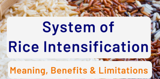 System of Rice Intensification: Meaning, Benefits & Limitations