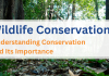 Wildlife Conservation: Understanding Conservation and Its Importance