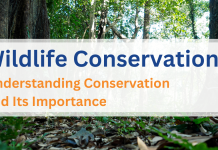 Wildlife Conservation: Understanding Conservation and Its Importance