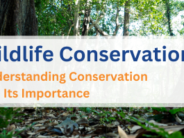 Wildlife Conservation: Understanding Conservation and Its Importance