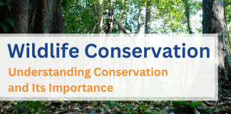 Wildlife Conservation: Understanding Conservation and Its Importance