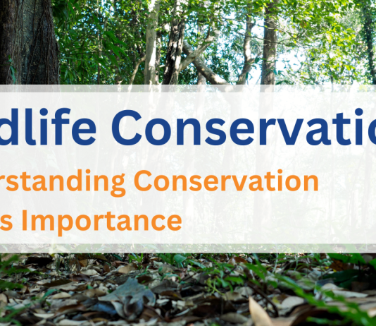 Wildlife Conservation: Understanding Conservation and Its Importance