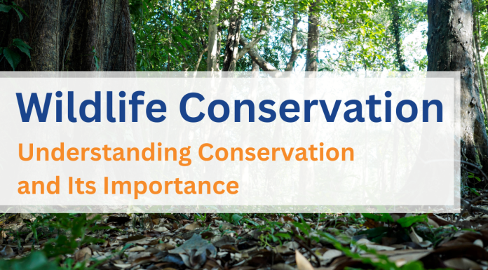 Wildlife Conservation: Understanding Conservation and Its Importance