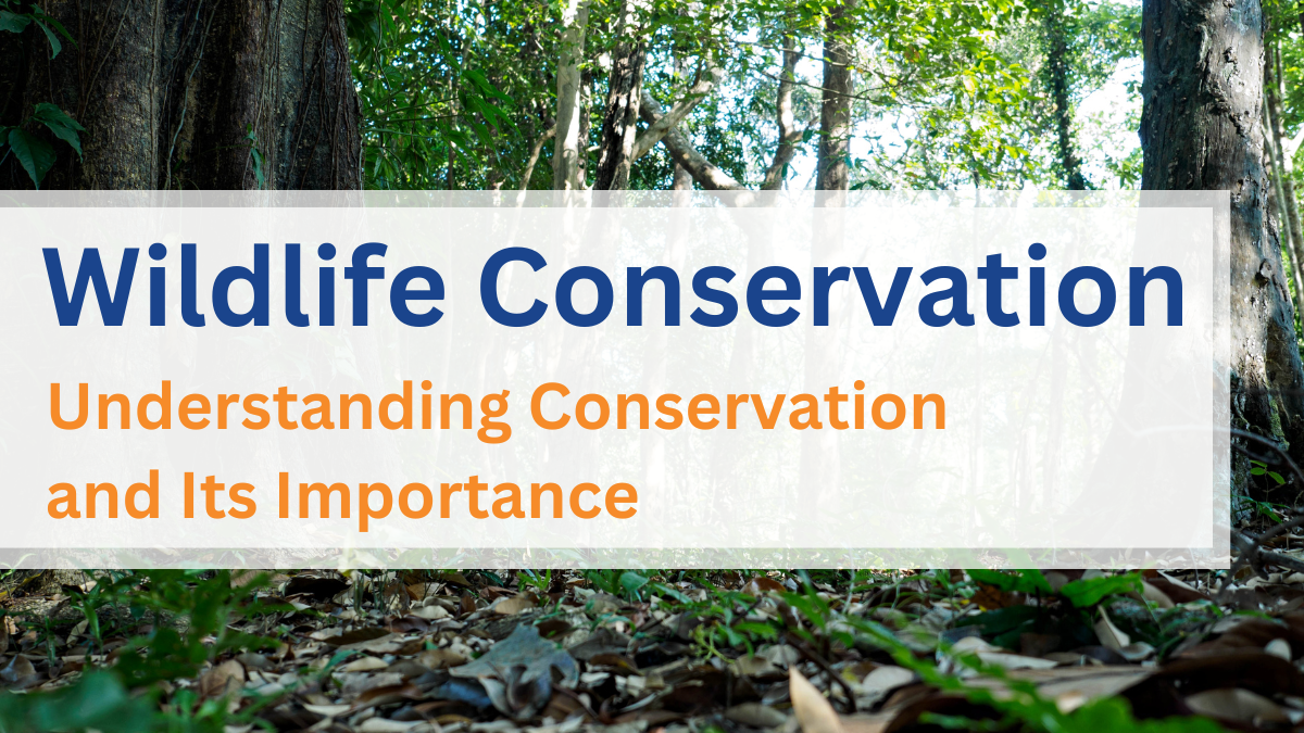 Wildlife Conservation: Understanding Conservation and Its Importance